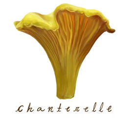 Chanterelle