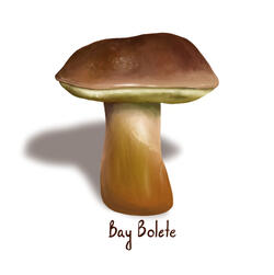 Bay Bolete