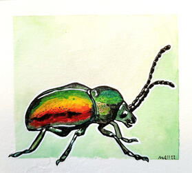 Green Beetle