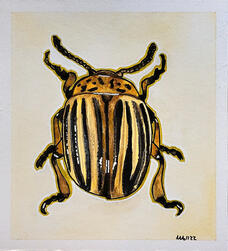 Potato Beetle